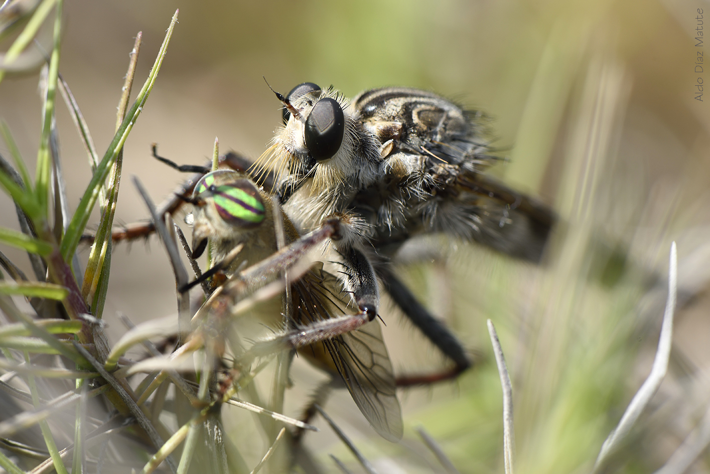 Mosca asesina