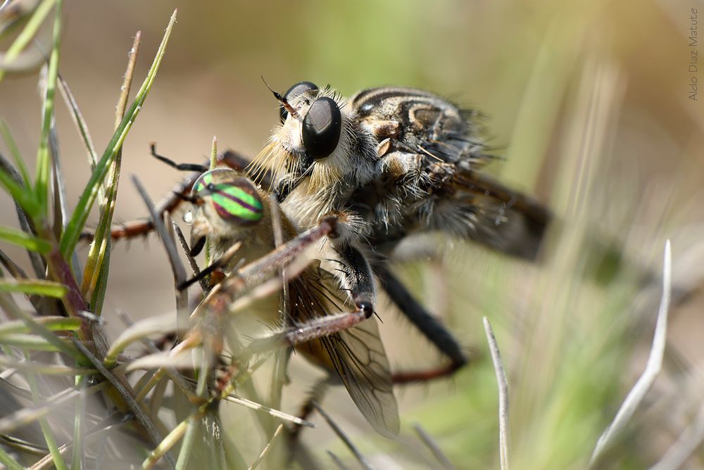 Mosca asesina