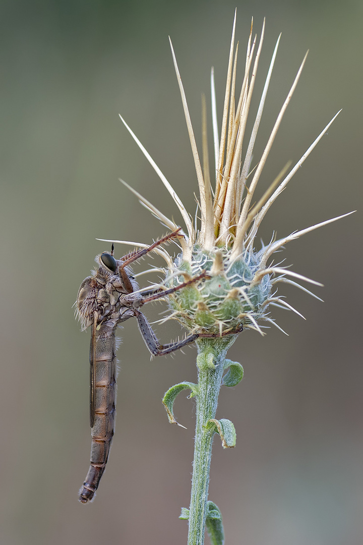 mosca asesina