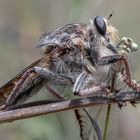 Mosca Asesina (Orden Diptera / Familia Asilidae)