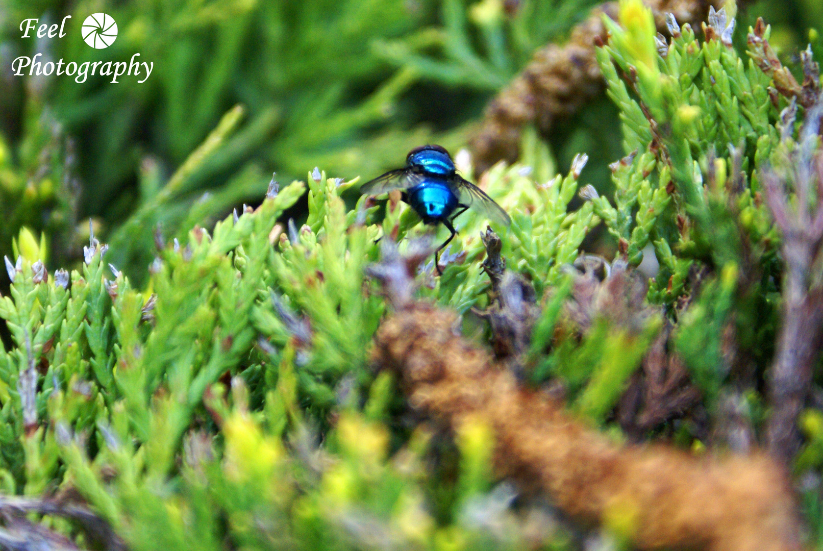 mosca azul