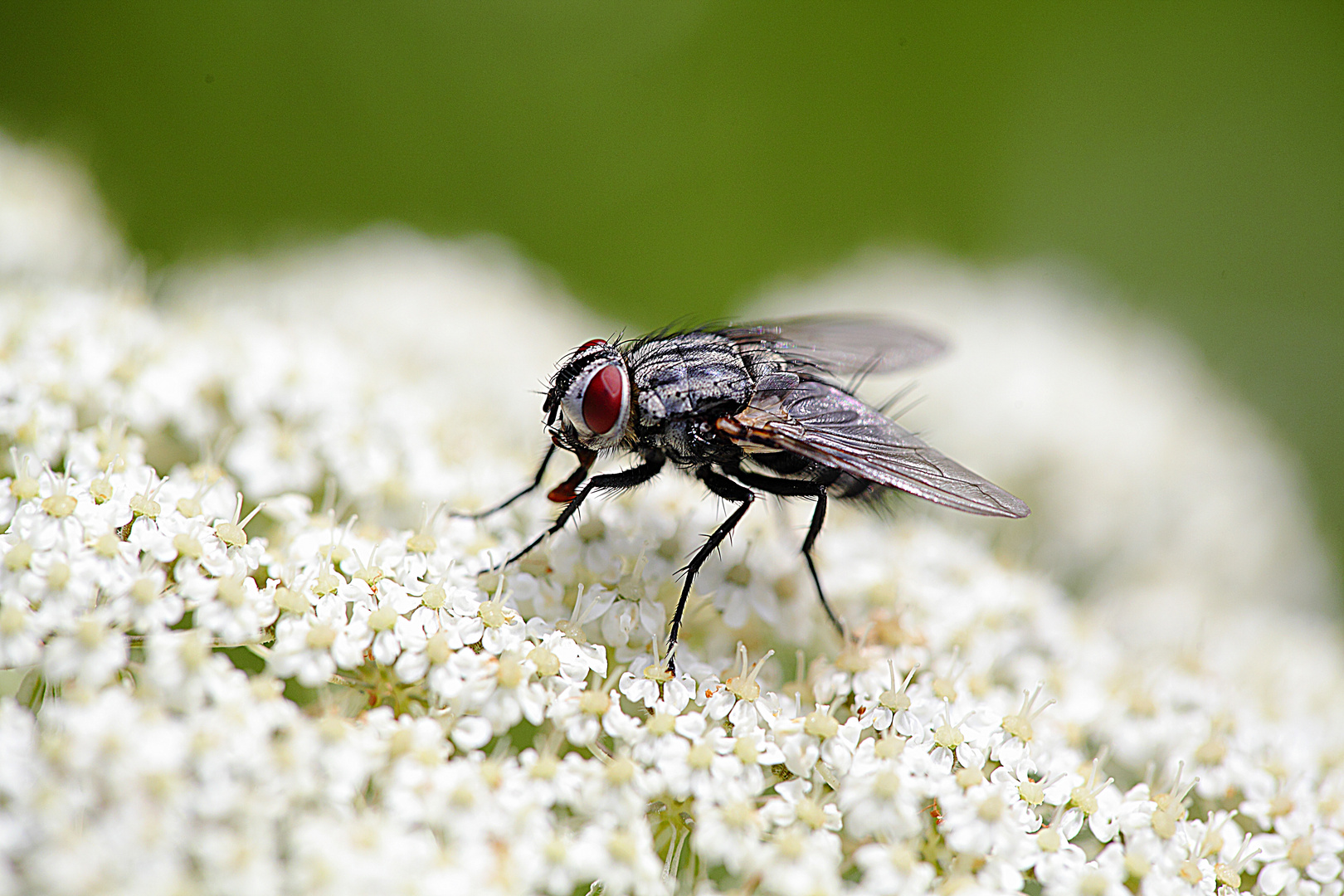 Mosca Imagen & Foto | mosca, insecto, el mundo de los anim Fotos de ...