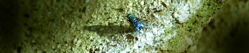 mosca blu
