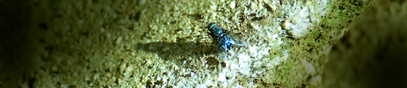 mosca blu di marco boaro 