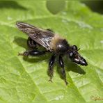 mosca carnivora ( Machimus cingulatus  Latreille, 1802)