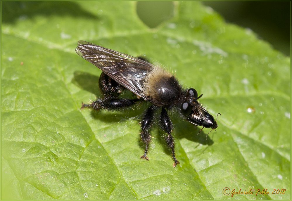 mosca carnivora ( Machimus cingulatus  Latreille, 1802)