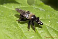 mosca carnivora ( Machimus cingulatus  Latreille, 1802)