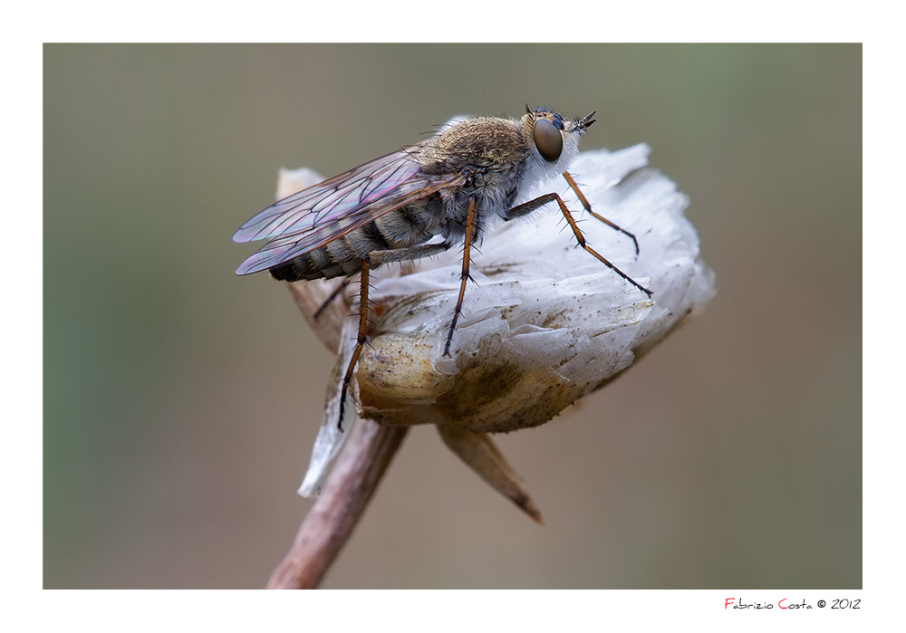 Mosca cavallina