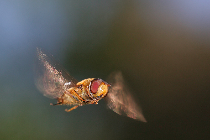 Mosca Cernidora