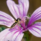 Mosca cernidora