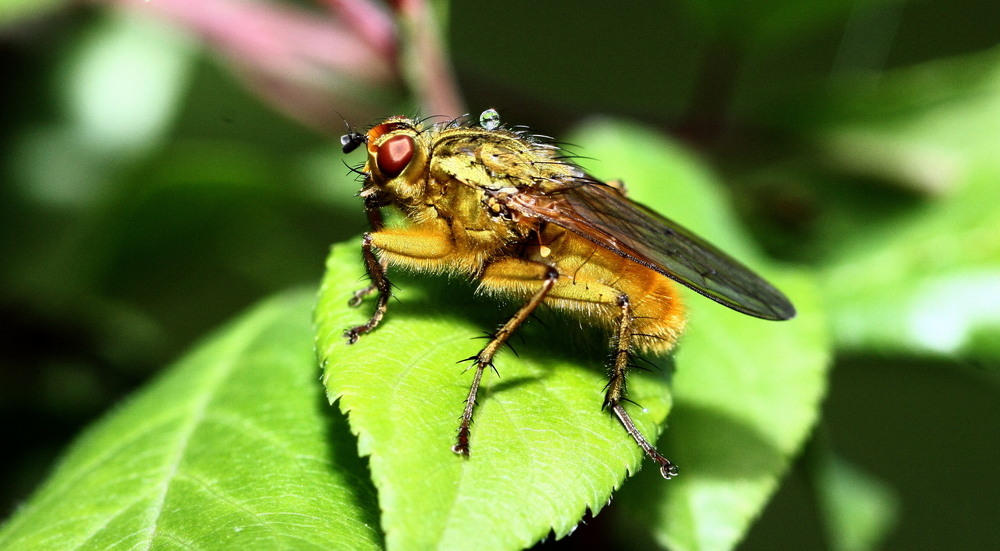 MOSCA CON RUGIADA