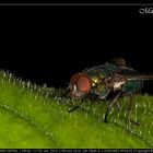 Mosca Cromata