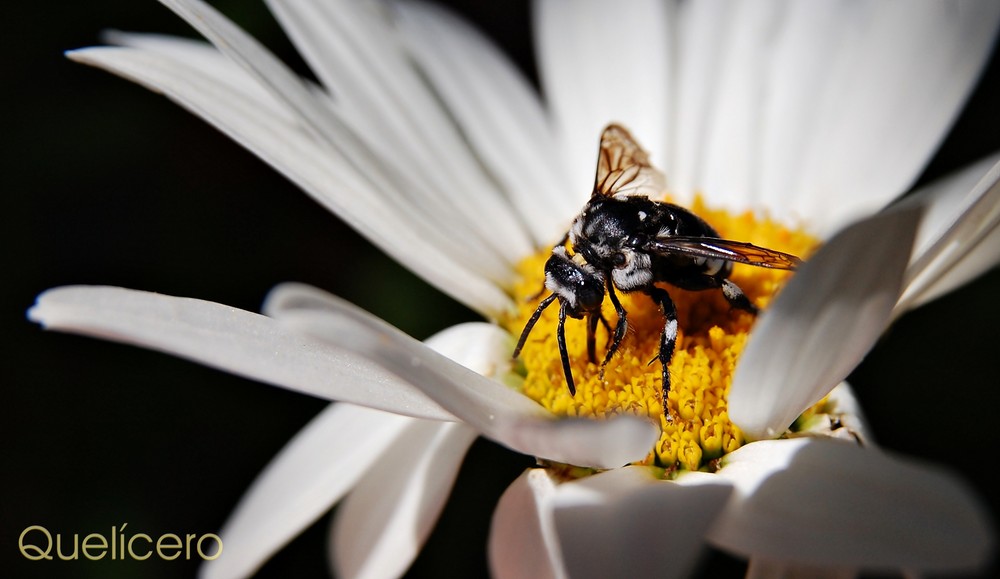 MOSCA DE LAS FLORES/Galicia