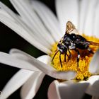 MOSCA DE LAS FLORES/Galicia