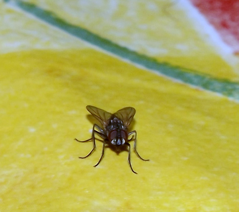 mosca domestica