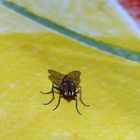 mosca domestica