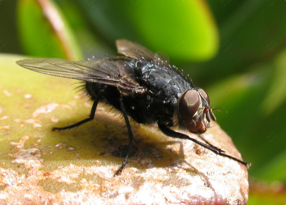Mosca domestica Foto % Immagini| macro e close up, macro di insetti ...