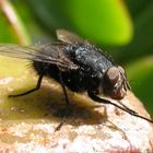 Mosca domestica