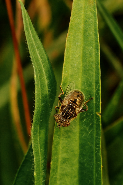 Mosca Dorada