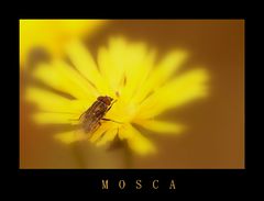 MOSCA