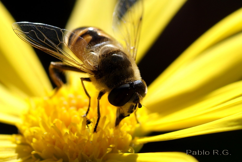 mosca en flor