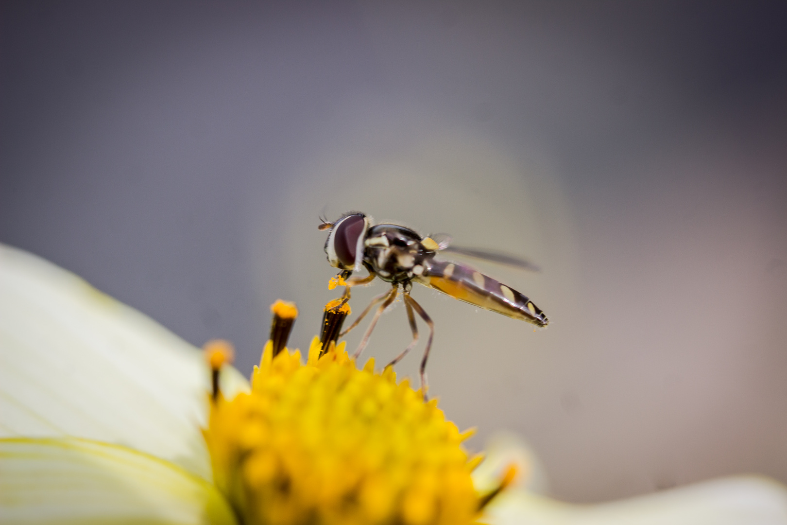 Mosca Florícola