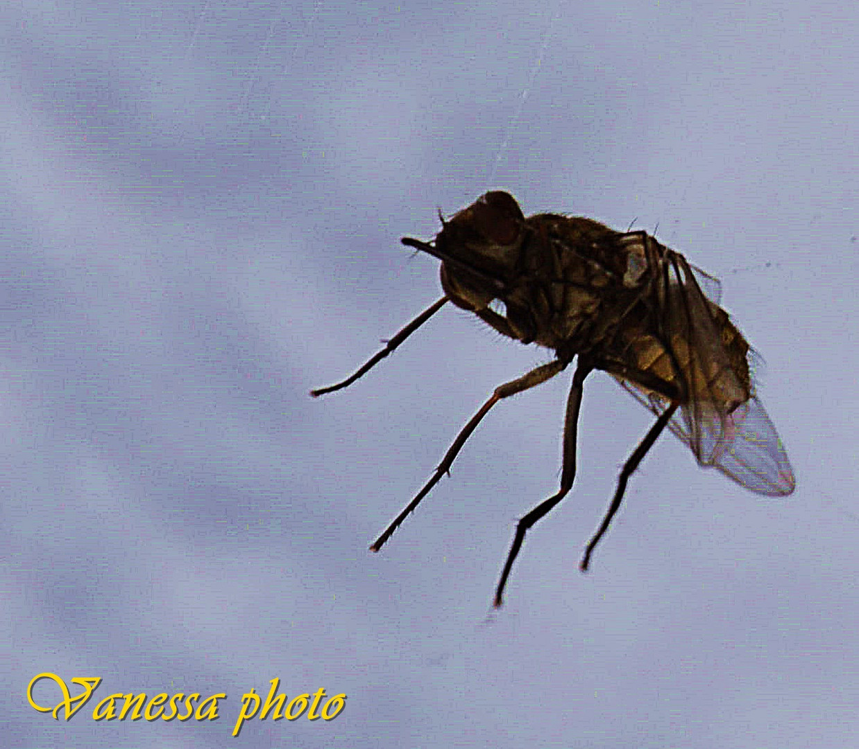 mosca intrappolata in un filo di ragnatela...