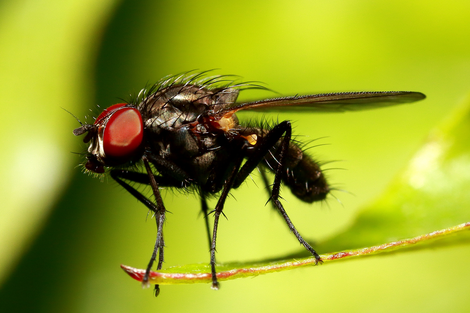 mosca pequena