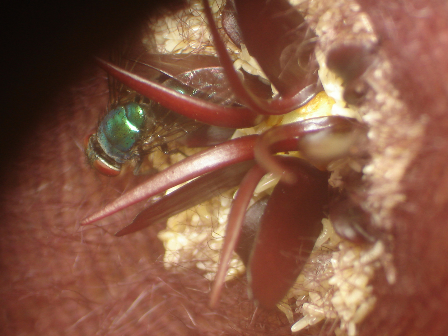 mosca poniendo sus larvas en flor