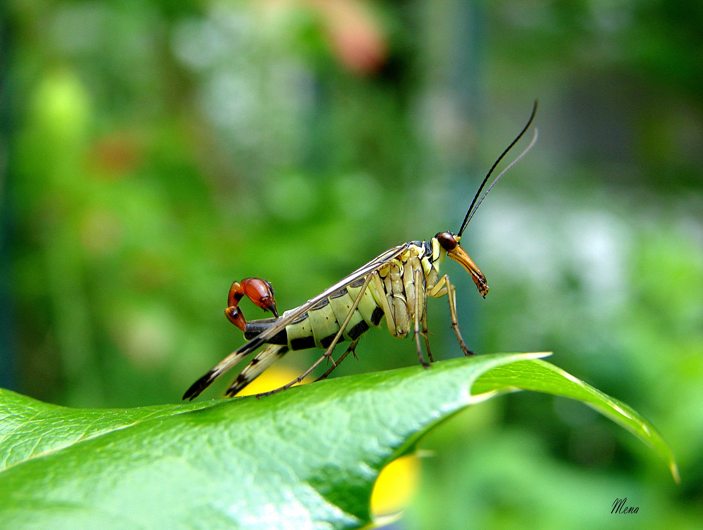 Mosca Scorpión