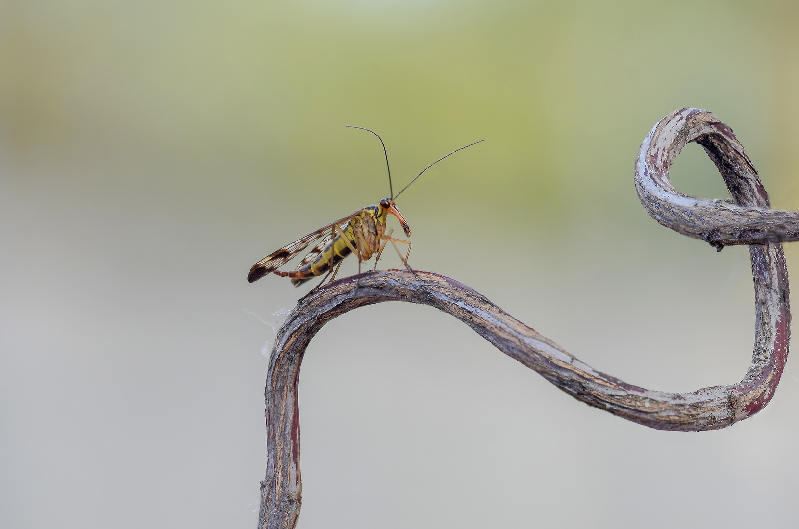 mosca scorpione 