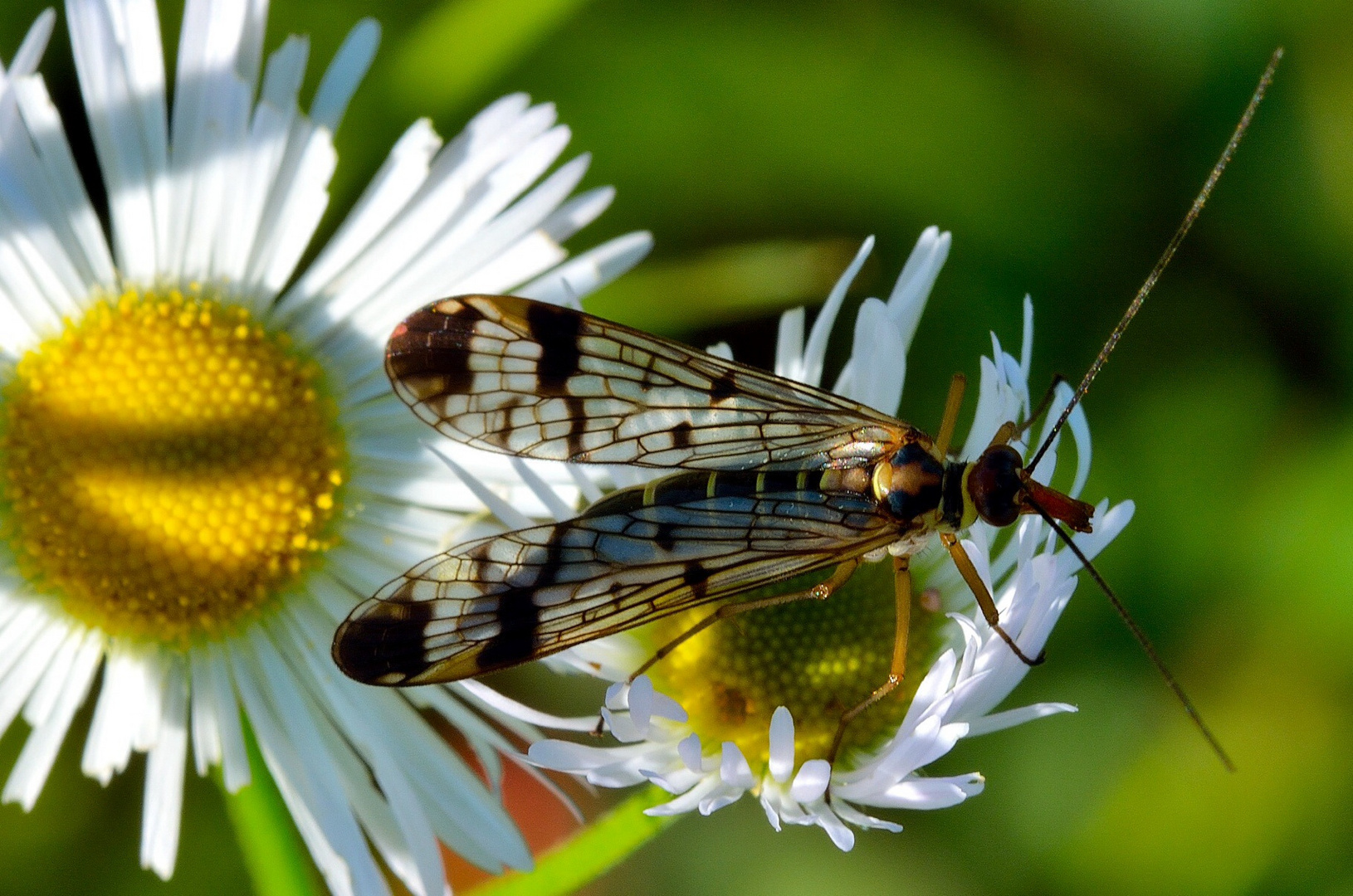 Mosca scorpione femmina