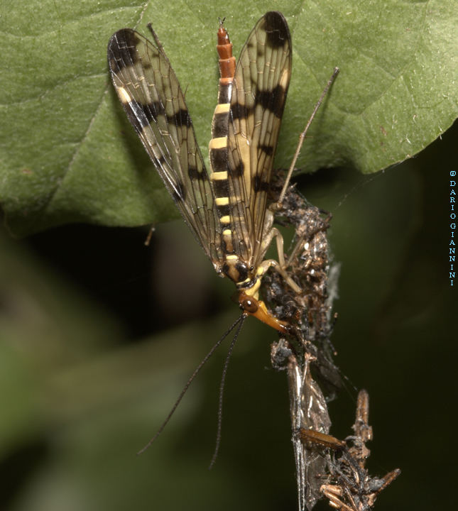 mosca scorpione femmina