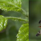 MOSCA SCORPIONE Panorpa communis  LINNAEUS, 1758 MASCHIO E FEMMINA