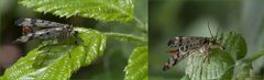 MOSCA SCORPIONE Panorpa communis  LINNAEUS, 1758 MASCHIO E FEMMINA