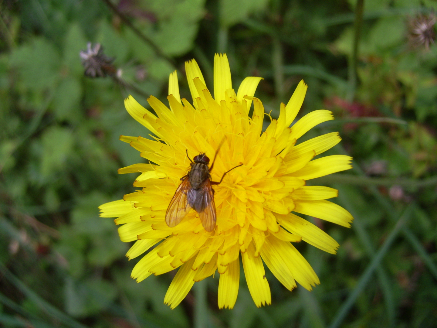 mosca su fiore