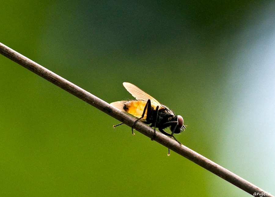 Mosca translucida...Brasil