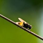 Mosca translucida...Brasil