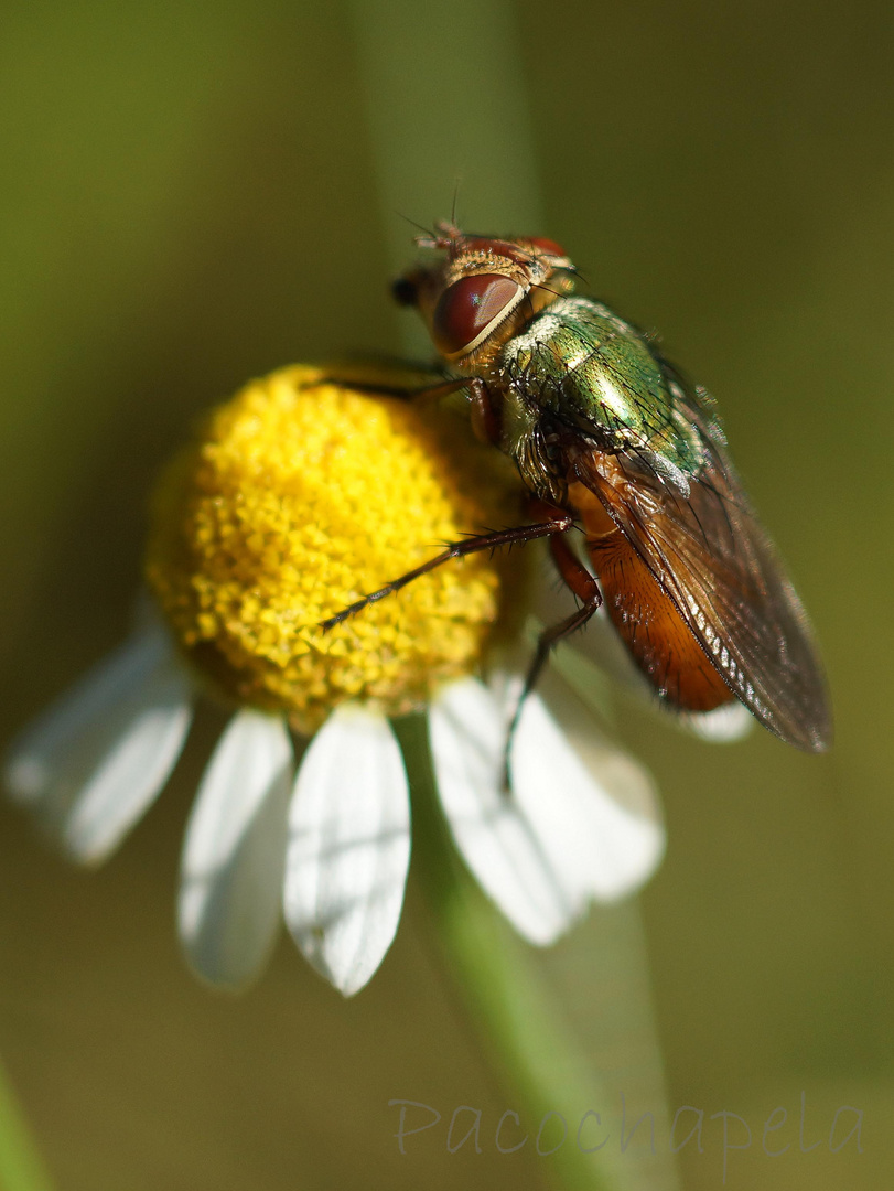 Mosca verde