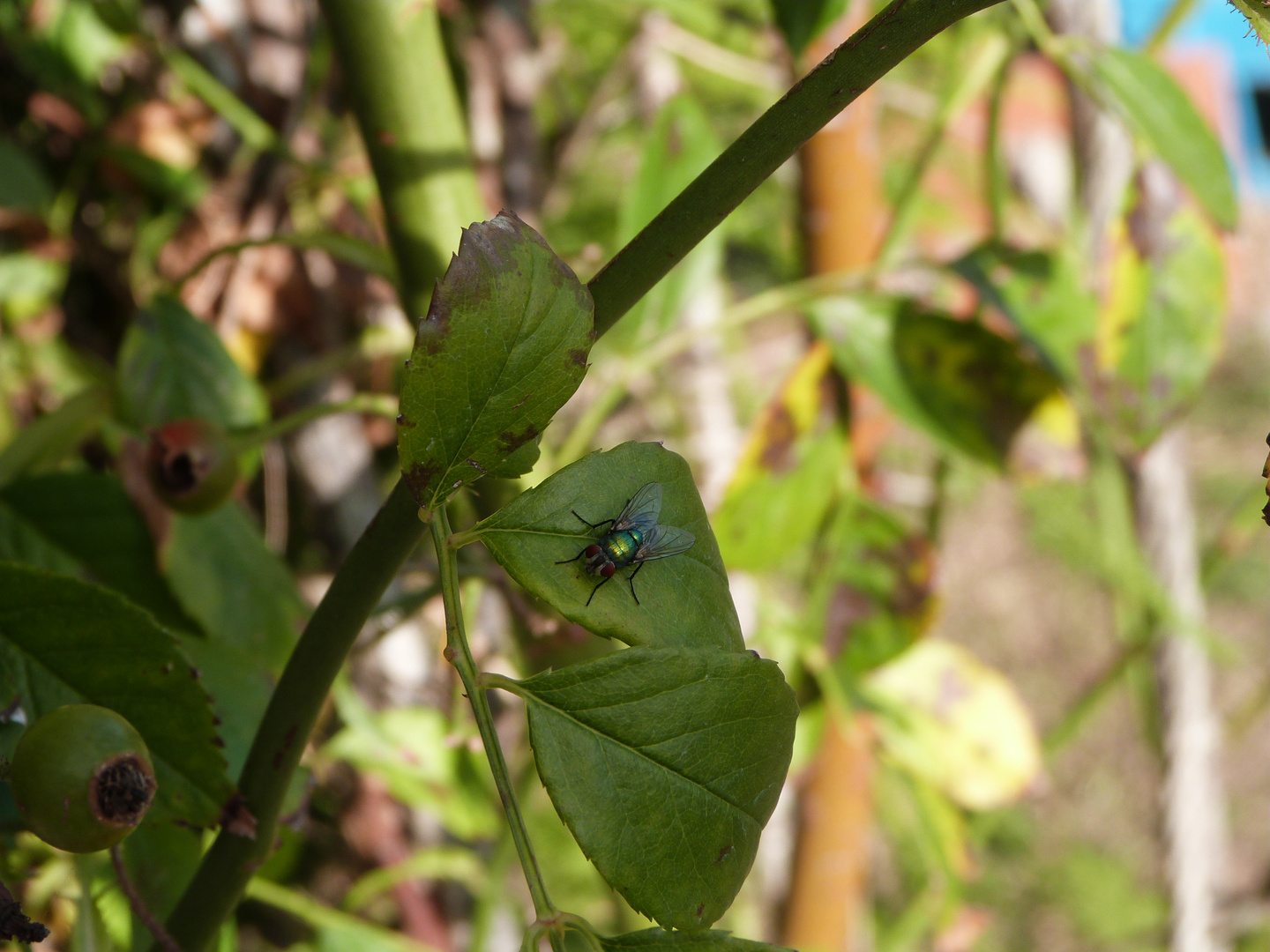 Mosca Verde Tomando Sol