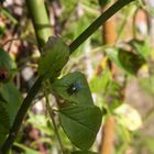 Mosca Verde Tomando Sol