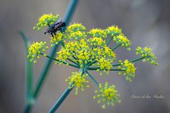 ...mosca y ramillete...