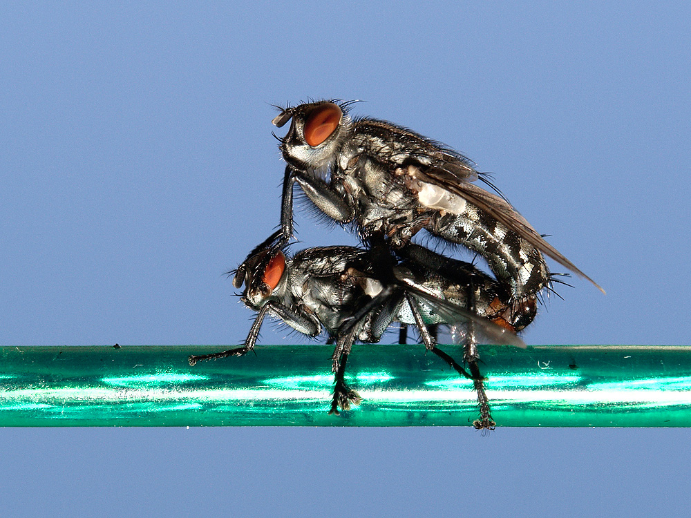 moscas enamoradas (Sarcophaga sp.)