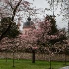 Moschee und Kirschgarten