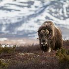 Moschus auf dem Dovrefjell