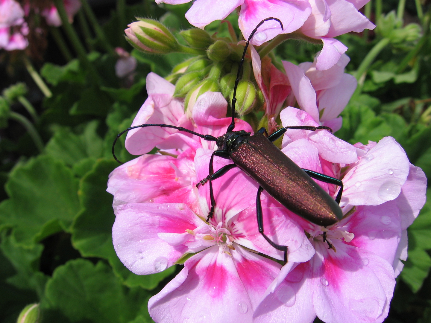 Moschus-Bock-Käfer