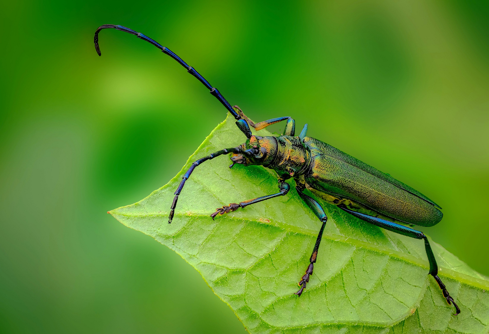 Moschus-Bockkäfer