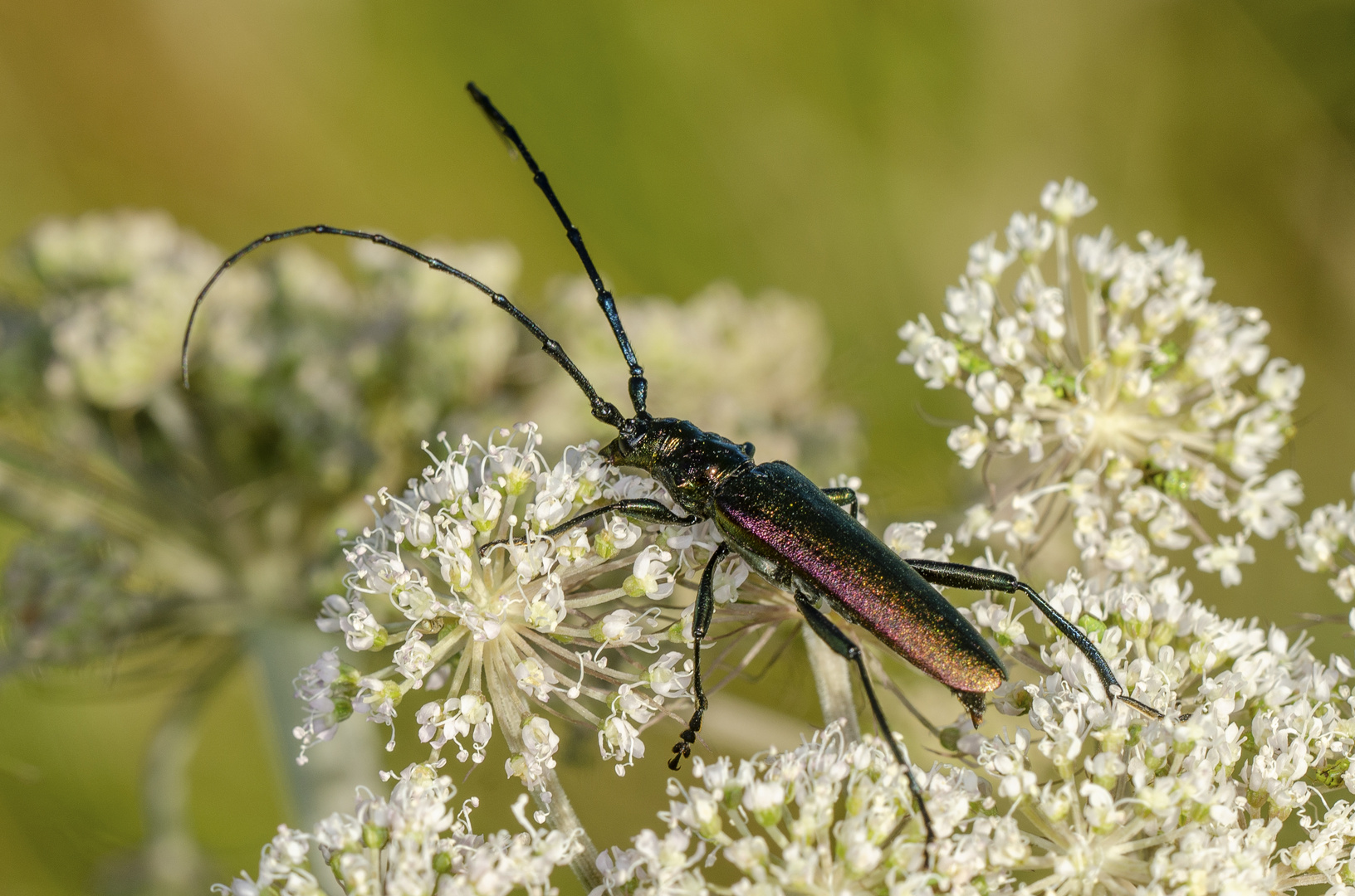 MoschusBockkäfer (Aromia moschata) Foto & Bild tiere, wildlife, insekten Bilder auf