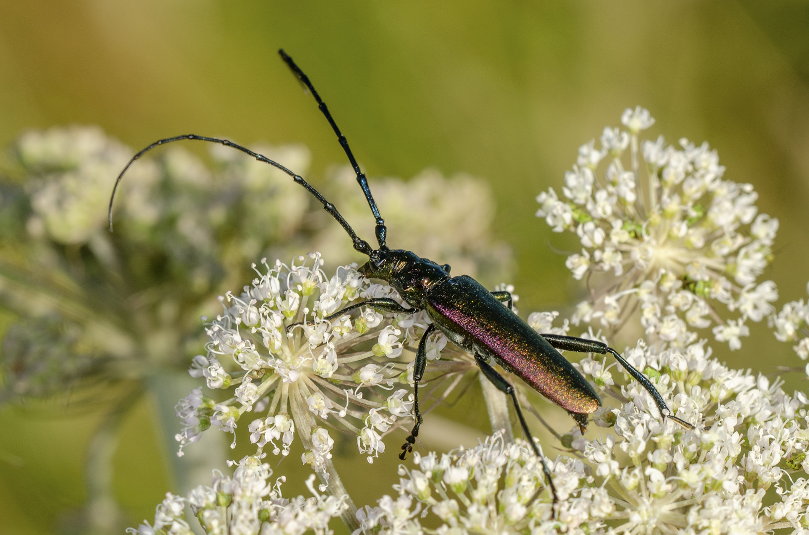 Moschus-Bockkäfer (Aromia moschata)