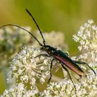 Moschus-Bockkäfer (Aromia moschata)